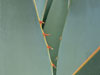 Agave sebastiana