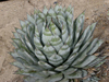 Agave sebastiana