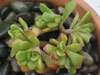 Aeonium sedifolium