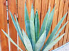 Agave sisalana