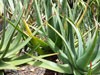 Aloe soccotrina