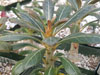 Adenium socotranum