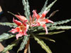 Adenium somalense