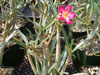 Adenium somalense