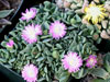 Aloinopsis spathulata