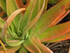 Aloe spicata