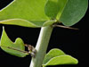 Adenia spinosa