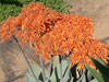 Aloe striata