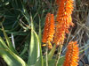 Aloe striatula