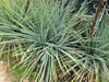 Agave stricta