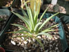 Agave stricta