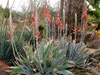 Aloe suprafoliata