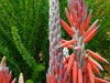 Aloe suprafoliata