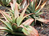 Aloe suprafoliata