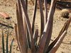 Aloe suzannae