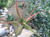 Aloe tauri