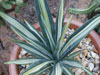 Agave sisalana