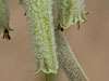 Aloe tomentosa