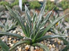 Agave toumeyana