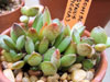 Adromischus trigynus