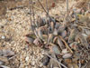 Adromischus umbraticola