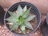 Agave univittata