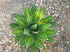 Agave univittata