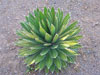 Agave univittata