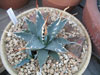 Agave utahensis