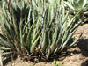 Agave utahensis