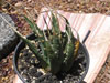 Agave utahensis