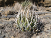 Agave utahensis