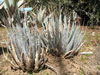 Agave utahensis