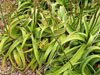 Aloe vanbalenii