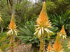 Aloe vanbalenii