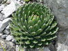 Agave victoriae-reginae