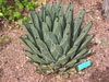 Agave victoriae-reginae