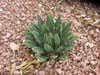 Agave victoriae-reginae