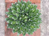 Agave victoriae-reginae