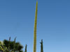 Agave vilmoriniana