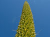 Agave vilmoriniana