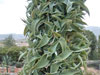 Agave vilmoriniana