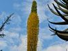 Agave vilmoriniana