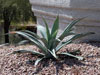 Agave weberi