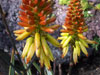 Aloe wickensii