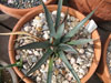 Agave x arizonica