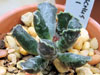 Adromischus cooperi