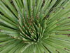 Agave striata