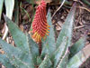 Aloe aculeata