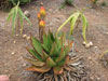 Aloe aculeata